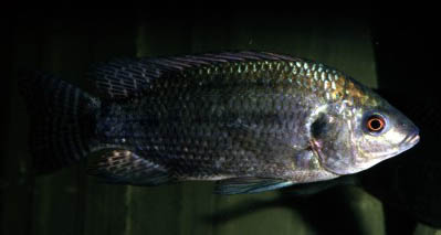 Oreochromis.jpg