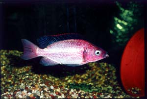 oreochromis_esculentus.jpg